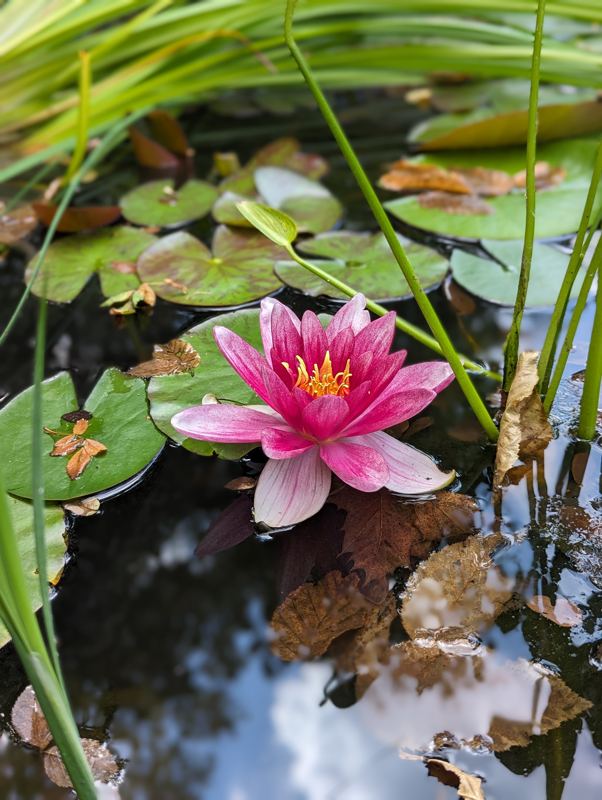 Seerose auf dem Gartenteich